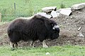 Muskox at the Greater Vancouver Zoo