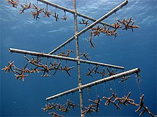 Coral trees cultivating juvenile corals. Corals can be out-planted onto reefs, sold for profit, or other purposes. NOAA coral nurseries help support coral restoration.jpg