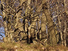 Buchen und Eichen eng verschränkt, ein Relikt ehemaliger Niederwaldnutzung