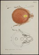 Pelops pheonotus - Mites