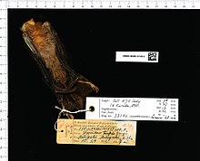 Център за биоразнообразие Naturalis - RMNH.MAM.33140.b ven - Hipposideros turpis - skin.jpeg