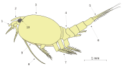 Miniatuur voor Rostrum (Crustacea)