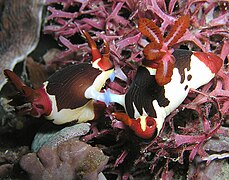 жыныстық байланыстағы Nembrotha purpureolineata