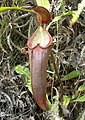 Nepenthes beccariana1.jpg