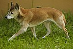 Miniatura para Canis lupus hallstromi