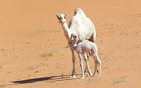 Um dromedário com filhote no deserto.