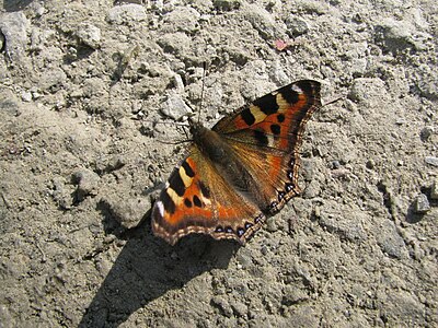 Dorsal view