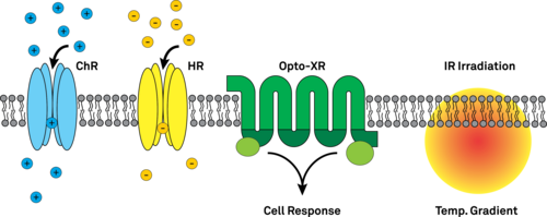 Technologien zur Manipulation von Neuronen für optische Sensibilität