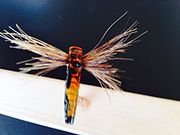 Male Orange Stone Fly