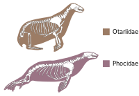 Drawings of skeletons of two seals