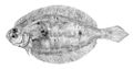 Paralichthys brasiliensis