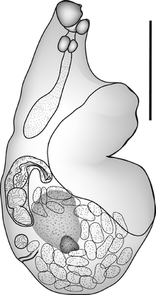 Brevicreadium congeri