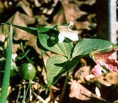 Description de l'image Persistent Trillium Photo.jpg.