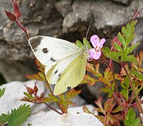 Pieris mannii