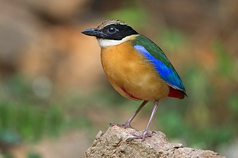 Pittidae de asas azuis, Kaeng Krachan, Phetchaburi, Tailândia. (definição 1 280 × 853)