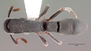 Platythyrea punctata psw7638-2 dorsal.