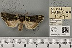 Polyploca ridens – Specimen