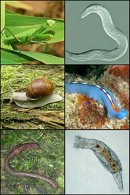 1-й ряд: обыкновенный богомол, нематода Caenorhabditis elegans; 2-й ряд: виноградная улитка, плоский червь Pseudoceros bifurcus; 3-й ряд: земляной червь Lumbricus terrestris, коловратка Habrotrocha rosa.