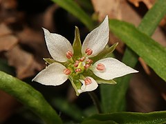 花弁が細く爪部が相対的に長いために、花に隙間が目立つ。