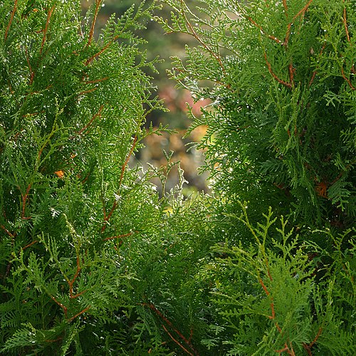 Капли воды на деревьях туи западной (Thuja occidentalis) во время слепого дождя