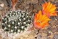 Rebutia flavistyla