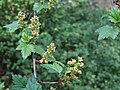 Ribes glaciale a2. jpg