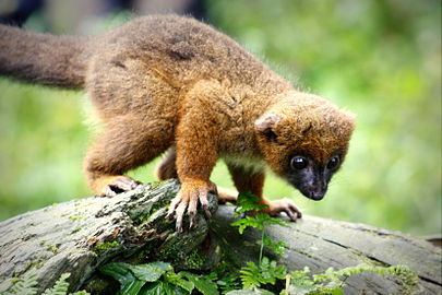 Red-bellied lemur (en)