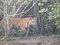 Королевский бенгальский тигр идет по мангровому острову в Сундарбансе 3.jpg