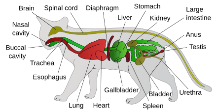 Schéma kočičí anatomie-en.svg