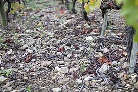 Rang de vigne du vignoble de Seyssuel et le sol de schistes