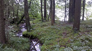 Zufluss (namenlos) am bewaldeten Südufer