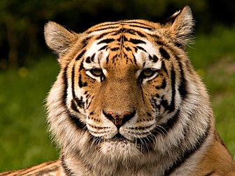 Le tigre de Sibérie, qui est la plus grande sous-espèce du tigre, est protégé par la CITES (Convention sur le commerce international des espèces de faune et de flore sauvages menacées d’extinction). Il fait par ailleurs l’objet de programmes d’élevage en parcs zoologiques. Il est aussi protégé par le WWF et d’autres organismes de protections. (définition réelle 1 600 × 1 200*)