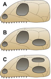A = Anapsid,
B = Synapsid,
C = Diapsid Skull comparison.png