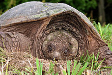 Snapping turtles are one of the many kinds of turtles found in wetlands. Snapping turtle 3 md.jpg