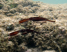 Solenostomus cyanopterus