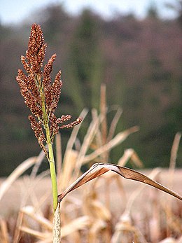 Dvispalvis sorgas (Sorghum bicolor)