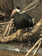 Cigogne de Storm