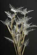 Panicule en fruits (Tunisie)