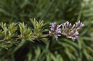 Fliget syren (Syringa x laciniata) Blade og blomster. Foto: Wouter Hagens.