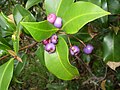 Miniatura para Syzygium oleosum
