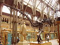 Tyrannosaurus rex skeleton - clearer shot