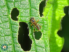 Tetragonisca angustula