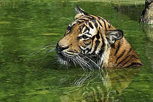 Un tigre de Malaisie nageant au zoo de Dortmund. (définition réelle 2 839 × 1 885)