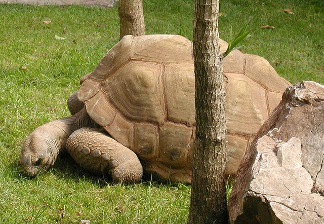 A large, grey tortoise on a grass lawn.