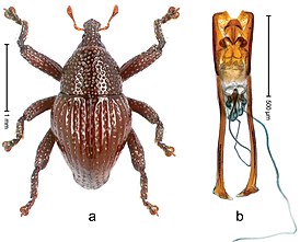 Trigonopterus attenboroughi