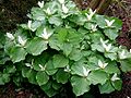 Trillium albidum