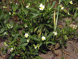 Dirvinė našlaitė (Viola arvensis)