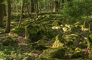 30. Platz: René Schröder Neu! mit Naturschutzgebiet „Schannenbacher Moor“ (NSG 1431003) in Lautertal (Odenwald), Hessen