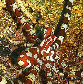 Wunderpus photogenicus