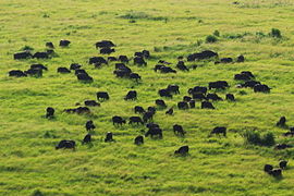 Herd of buffalo